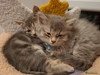 Mixed Breed cats - Advert 2