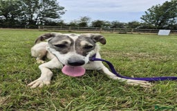 Mixed Breed dogs for adoption: Lotty (2) Norwich Norfolk  - Image 5