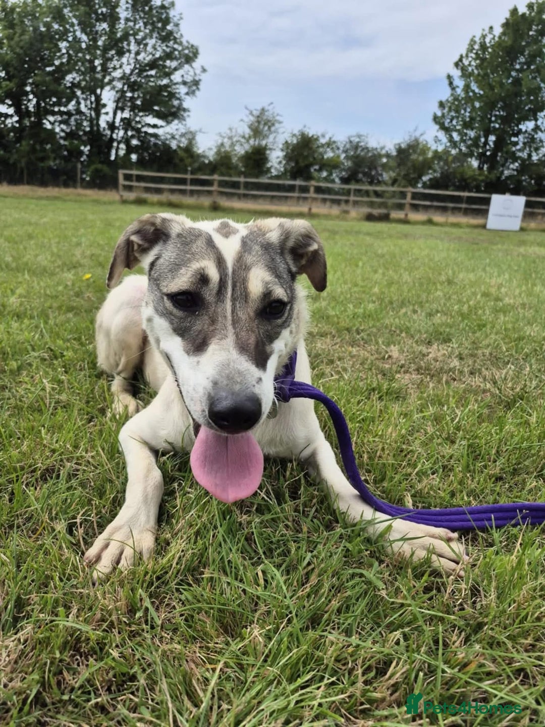 Mixed Breed dogs for adoption: Lotty (2) Norwich Norfolk  - Image 5