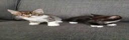 Mixed Breed cats for sale: 8 week old kittens ready for new homes  in Leeds - Advert 8