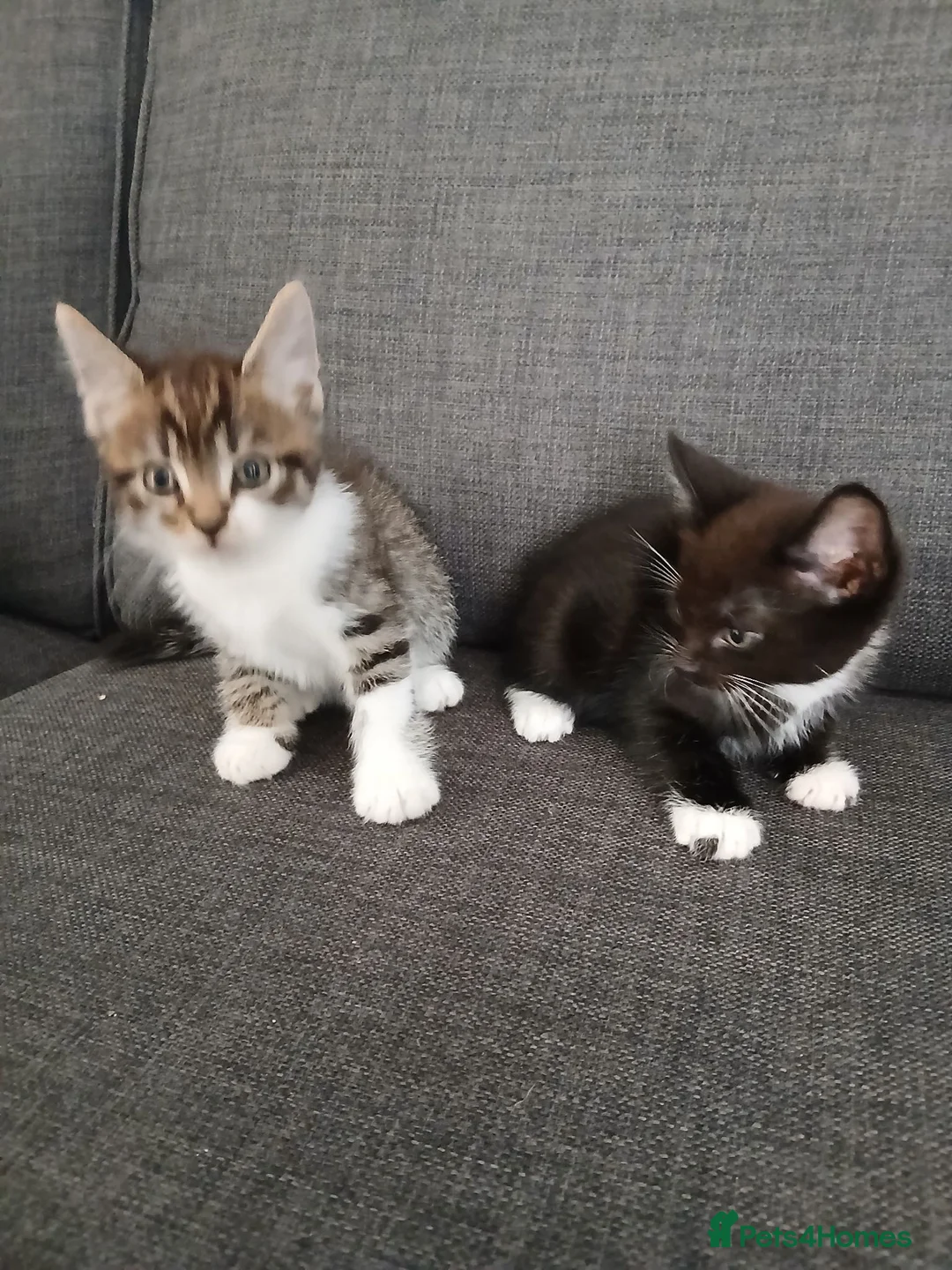 Mixed Breed cats for sale: 8 week old kittens ready for new homes  in Leeds - Advert 8