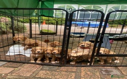 Cocker Spaniel dogs for sale: Stunning Top Working Cocker Spaniel Puppies - Image 16