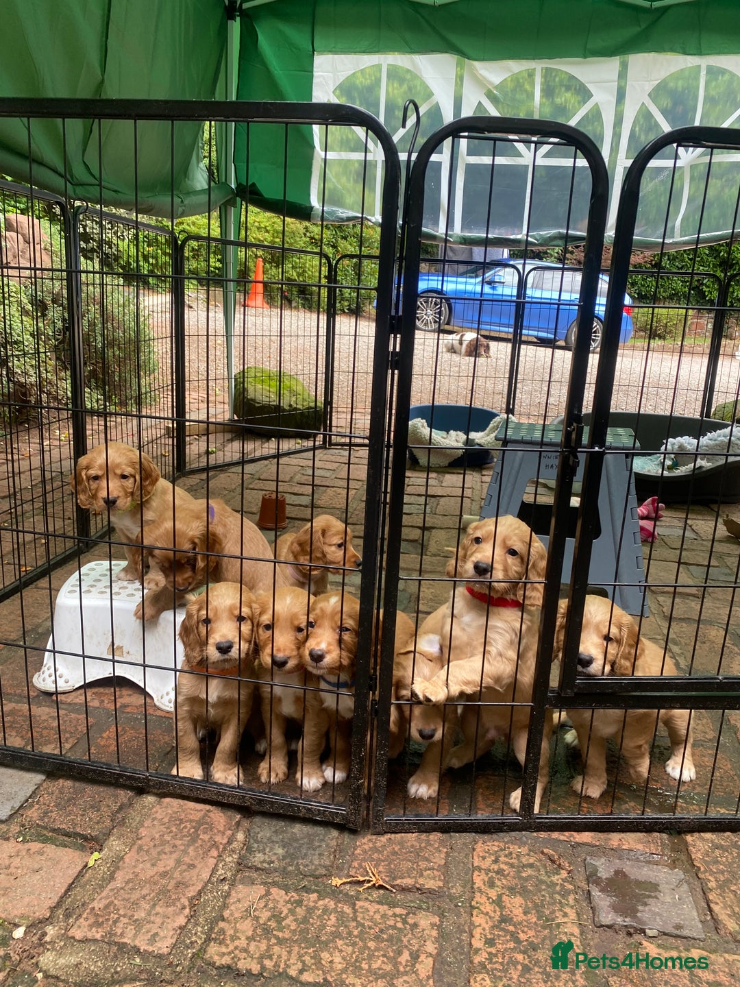 Cocker Spaniel dogs for sale: Stunning Top Working Cocker Spaniel Puppies - Image 16