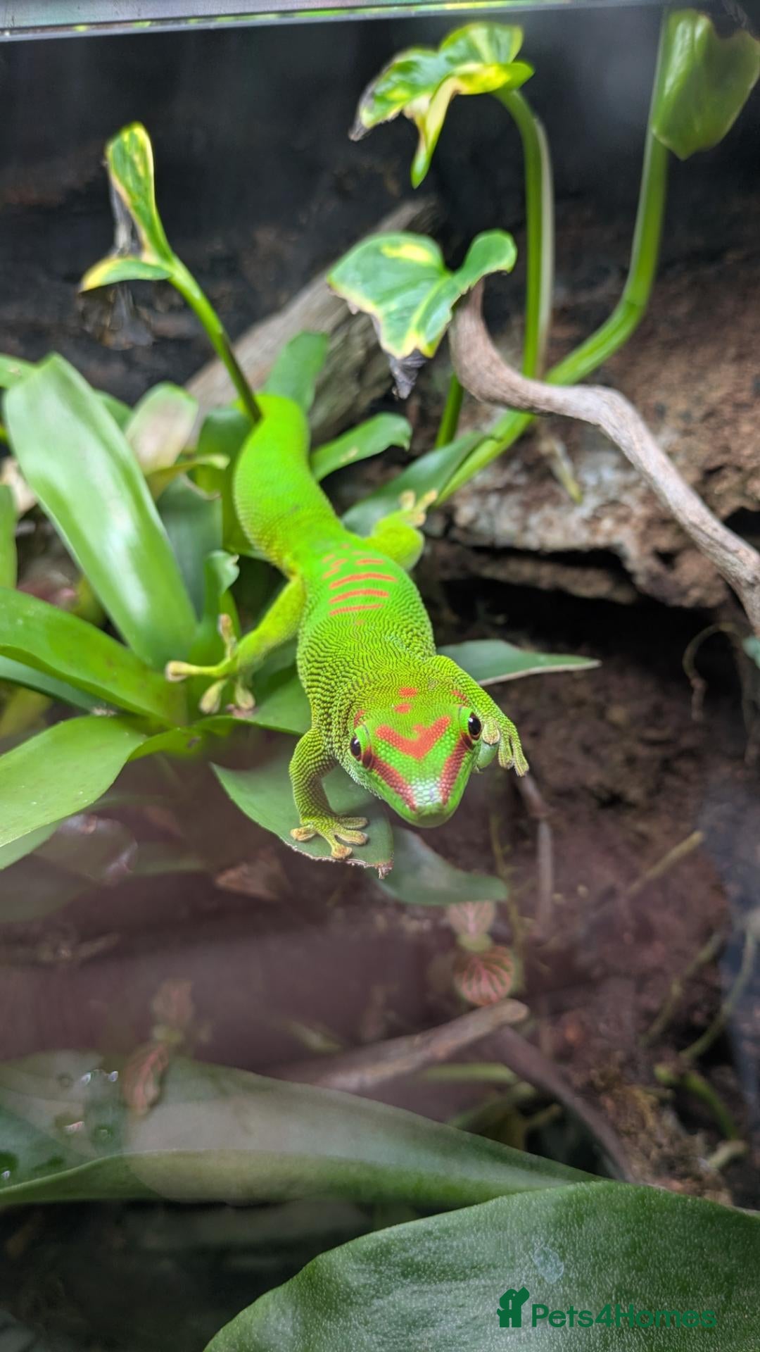 Gecko reptiles 2 giant Madagascarn day geckos for sale  - Advert 11