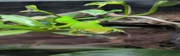 Gecko reptiles for sale: 2 giant Madagascarn day geckos for sale  - Advert 1