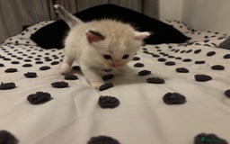 Ragdoll cats for sale: Ragdoll kittens  - Image 19