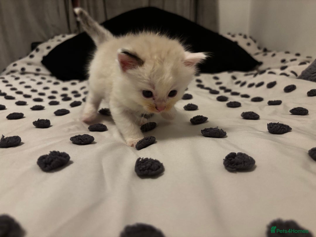 Ragdoll cats for sale: Ragdoll kittens  - Image 19