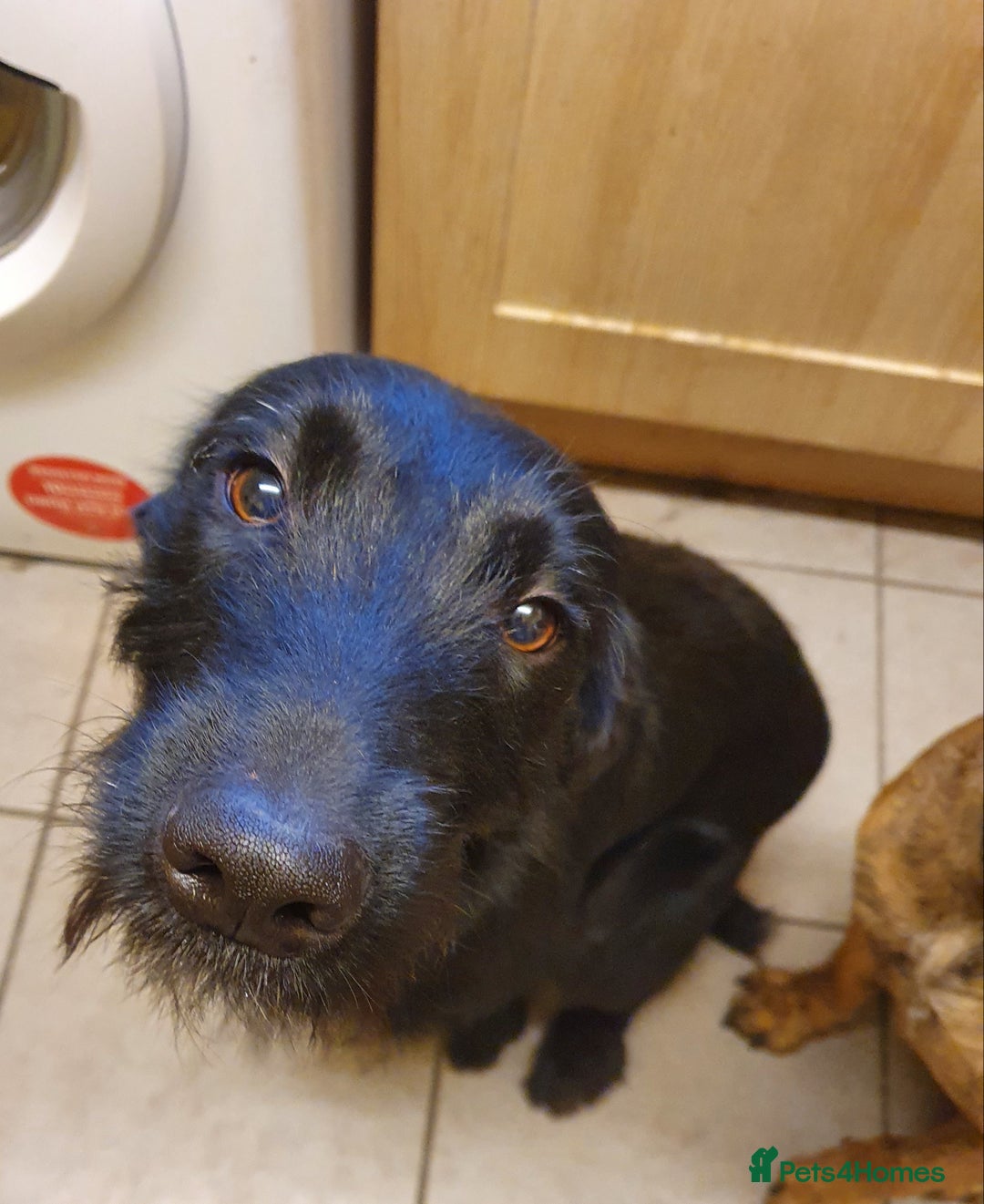 Mixed Breed dogs for sale: Busy Bee - Image 1