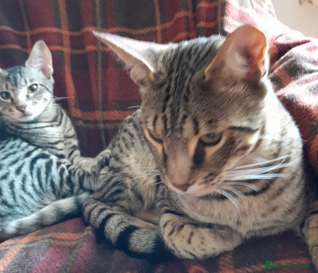 Savannah cats for sale: Full Pedigree TICA reg Savannah Girl Kitten - Image 9