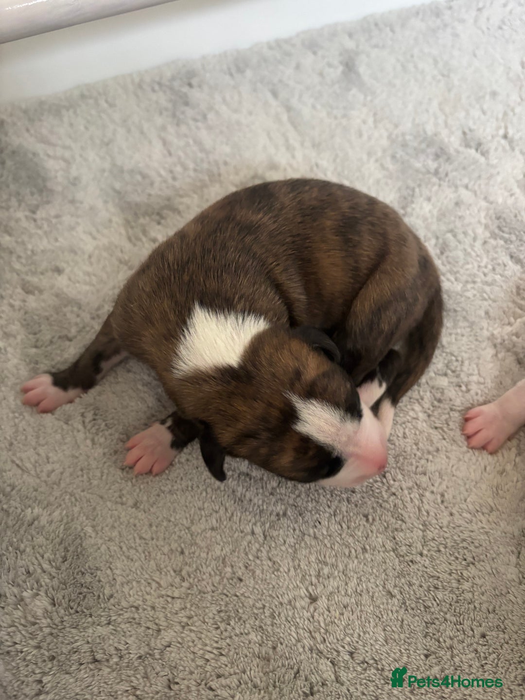 Whippet dogs for sale: Beautiful Blue Girl Whippet pup LAST ONE - Advert 19