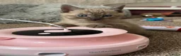 Bengal cats for sale: TICA registered Seal Solid Silver Mink Bengals - Advert 13