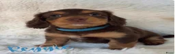 Miniature Dachshund dogs for sale: 🐶🏡KC Registered Long-Haired Mini Dachshunds🏡🐶 - Advert 8