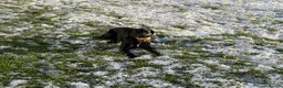 Springador dogs for sale: 18month female Springador  - Advert 5