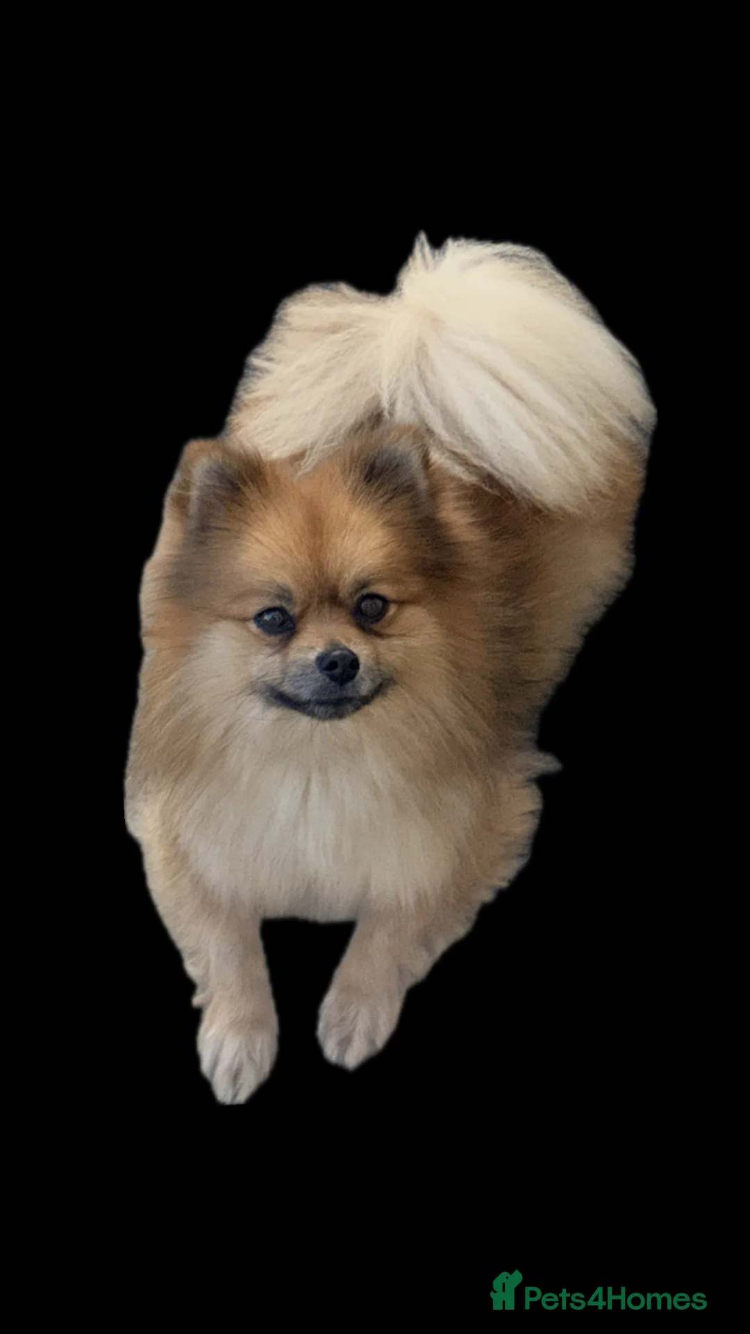 Pomeranian dogs for sale: Gorgeous Teddy Bear Pomeraians puppies  in Newton Abbot - Advert 2