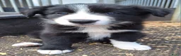 Border Collie dogs for sale: Beautiful fluffy Collie Pups for Sale - Advert 11