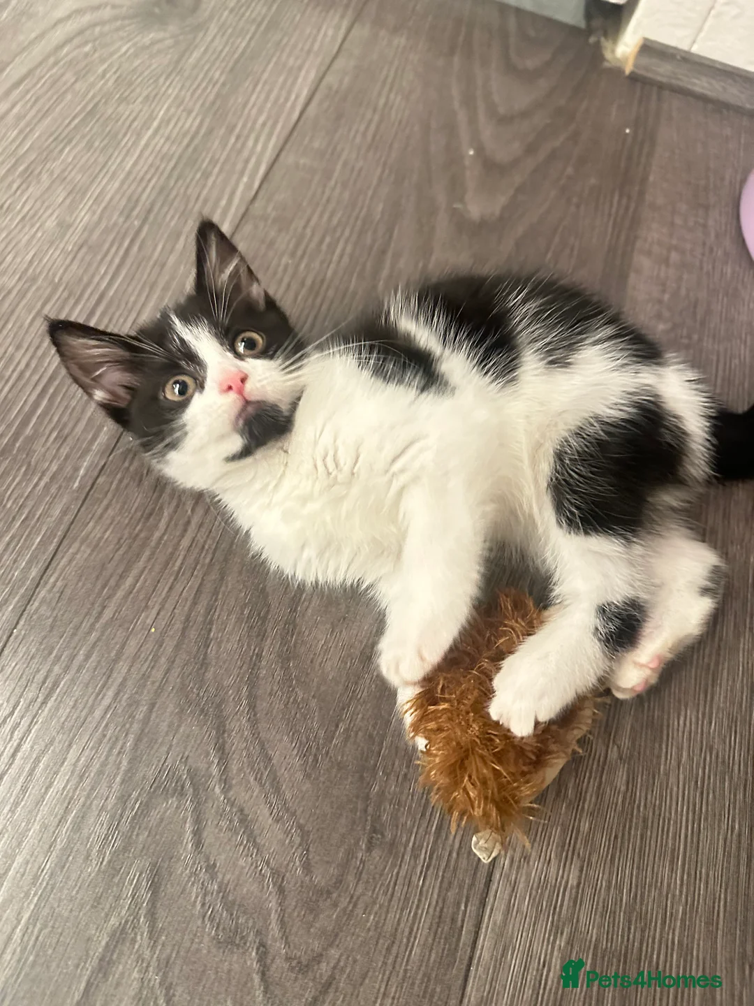 Mixed Breed cats for sale: mixed breed female kitten in need of a home!! - Advert 10