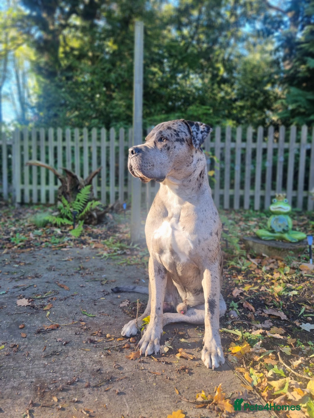 Mixed Breed dogs for sale: 14 month merle mastiff  - Advert 7