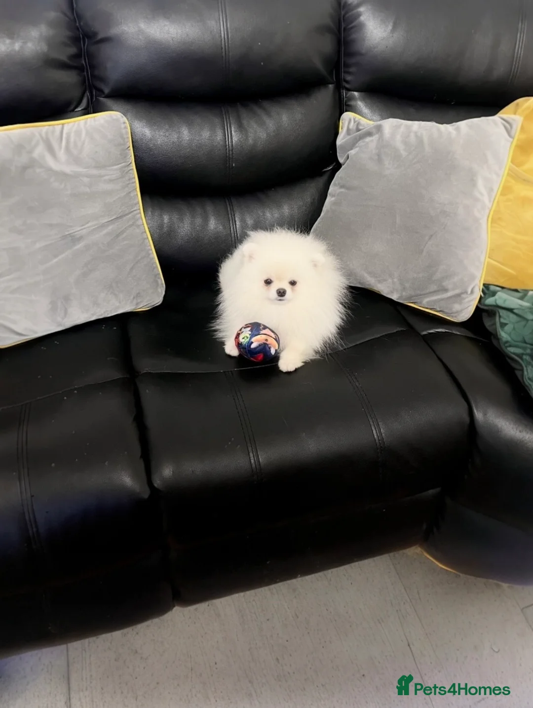 Pomeranian dogs for stud: Stunning Pomeranian Stud - Advert 4