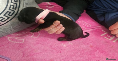 Miniature Dachshund dogs - Advert 5