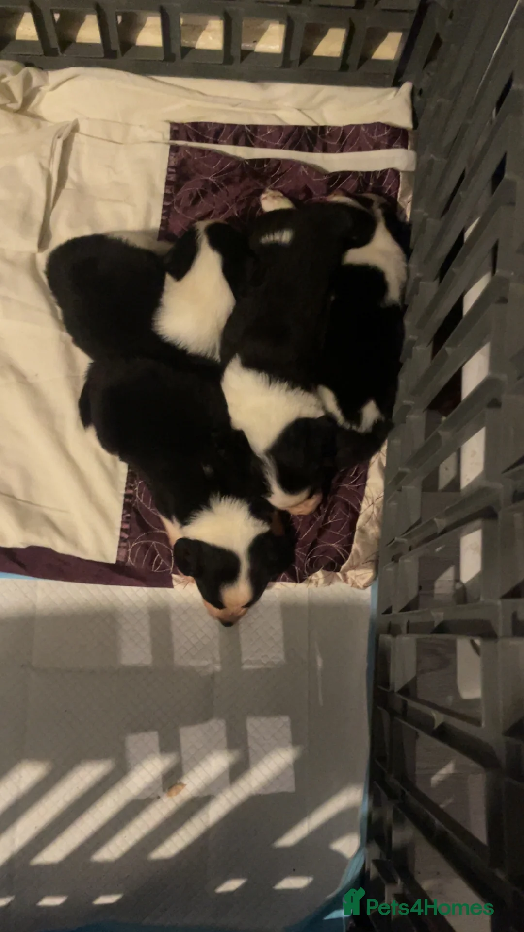 Mixed Breed dogs for sale: sprollie puppies for sale  in Sheffield - Advert 2
