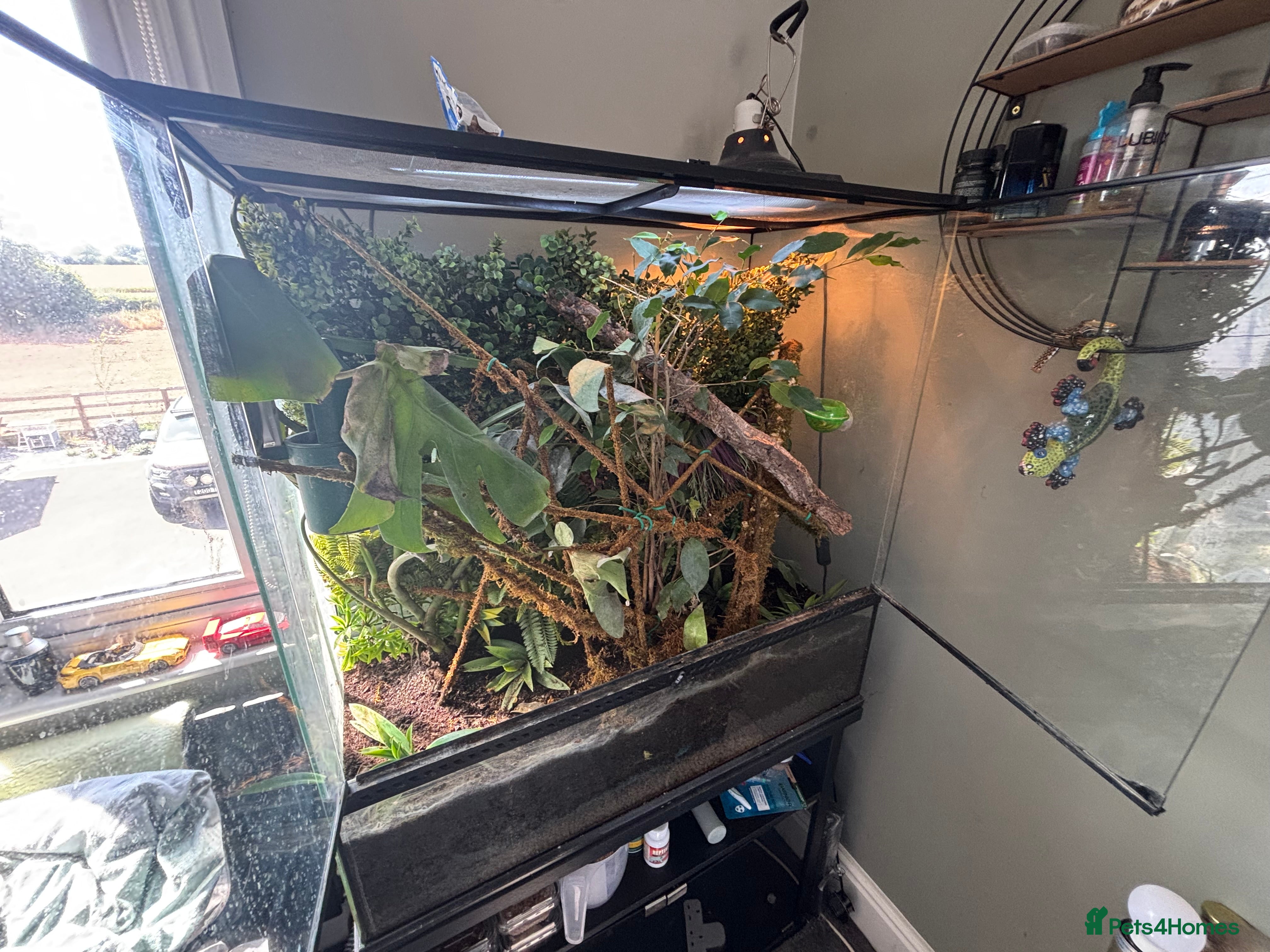 Chameleon reptiles LUXARY VIV FOR SALE - Advert 5