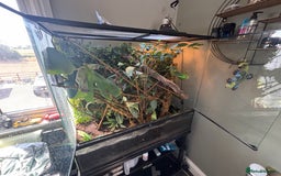 Chameleon reptiles for sale: LUXARY VIV FOR SALE - Image 1