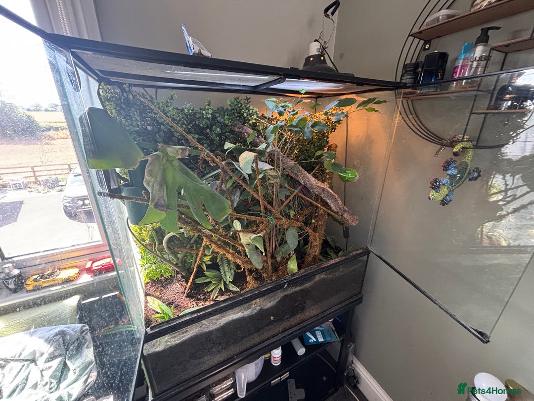 Chameleon reptiles for sale: LUXARY VIV FOR SALE - Image 1