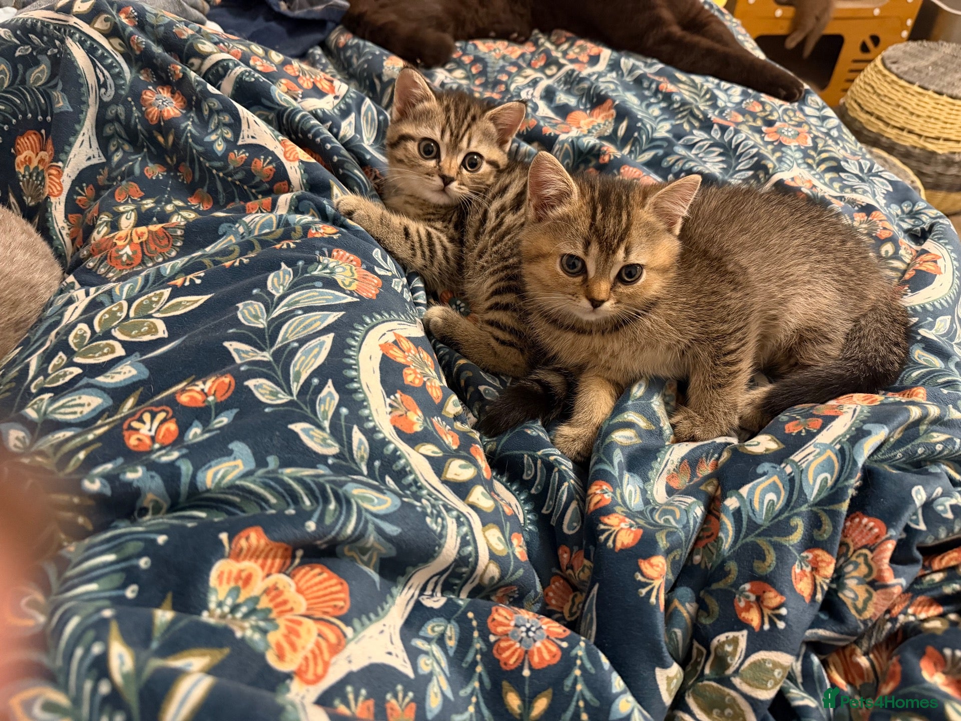 British Shorthair cats BSH golden chinchila Tica registered 💝🌟🥇🥇🥇🥇 - Advert 1