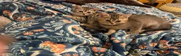 British Shorthair cats for sale: BSH golden chinchila Tica registered 💝🌟🥇🥇🥇🥇 - Advert 1