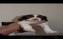 English Springer Spaniel dogs for sale: 🔥Seriously well bred springer spaniel pups - Advert 6