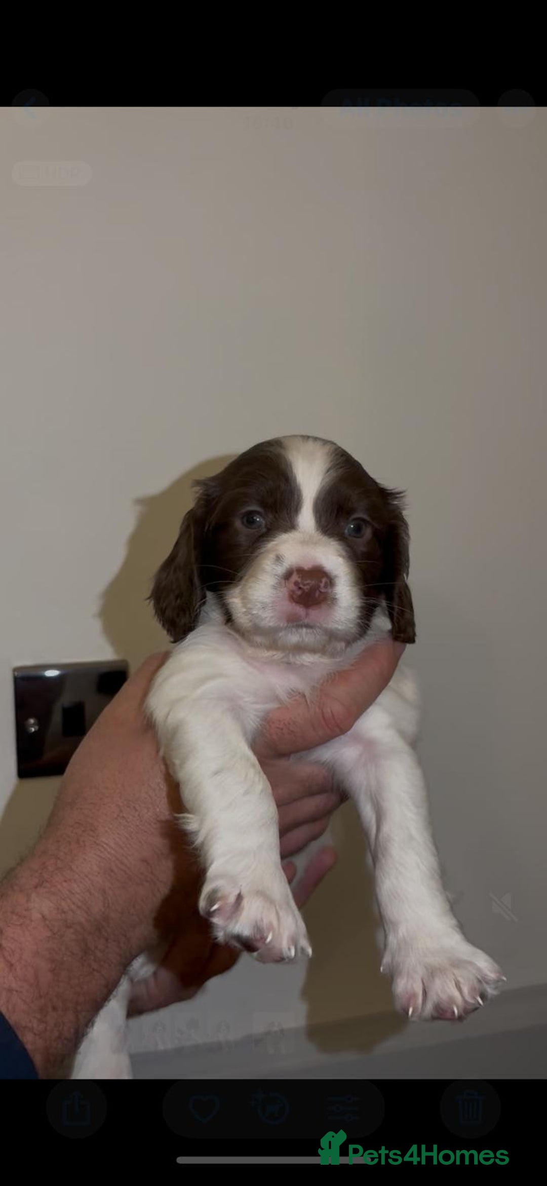 English Springer Spaniel dogs for sale: 🔥Seriously well bred springer spaniel pups - Advert 6