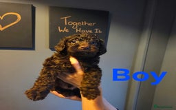 Cockapoo dogs for sale: F2 Cockapoo Puppies  - Image 4