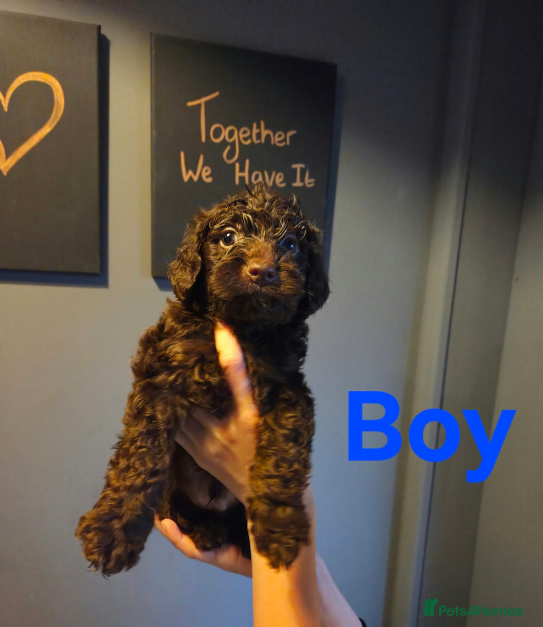 Cockapoo dogs for sale: F2 Cockapoo Puppies  - Image 4