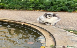 Pomeranian dogs for stud: Stud duties - Advert 5