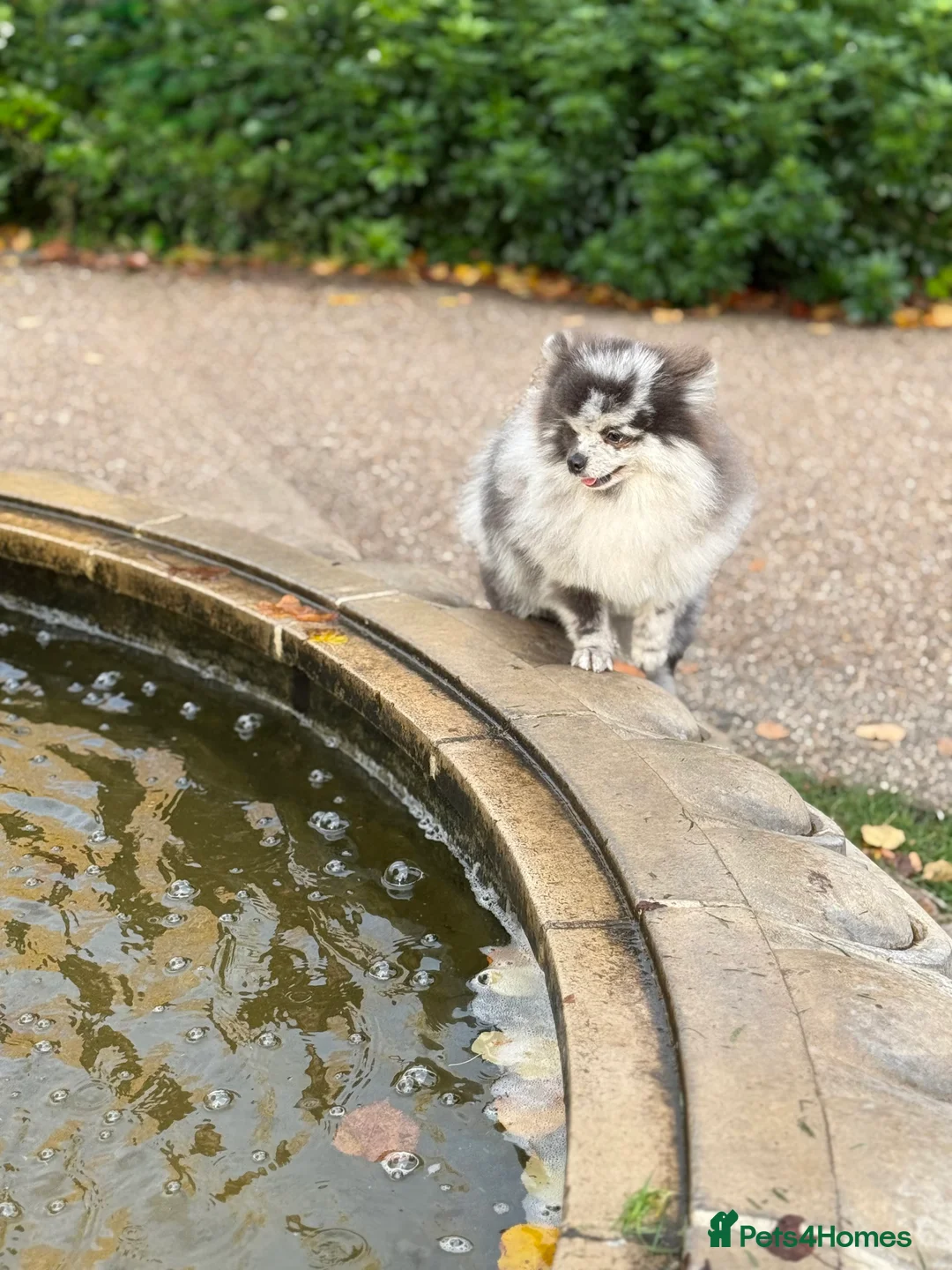 Pomeranian dogs for stud: Stud duties - Advert 5