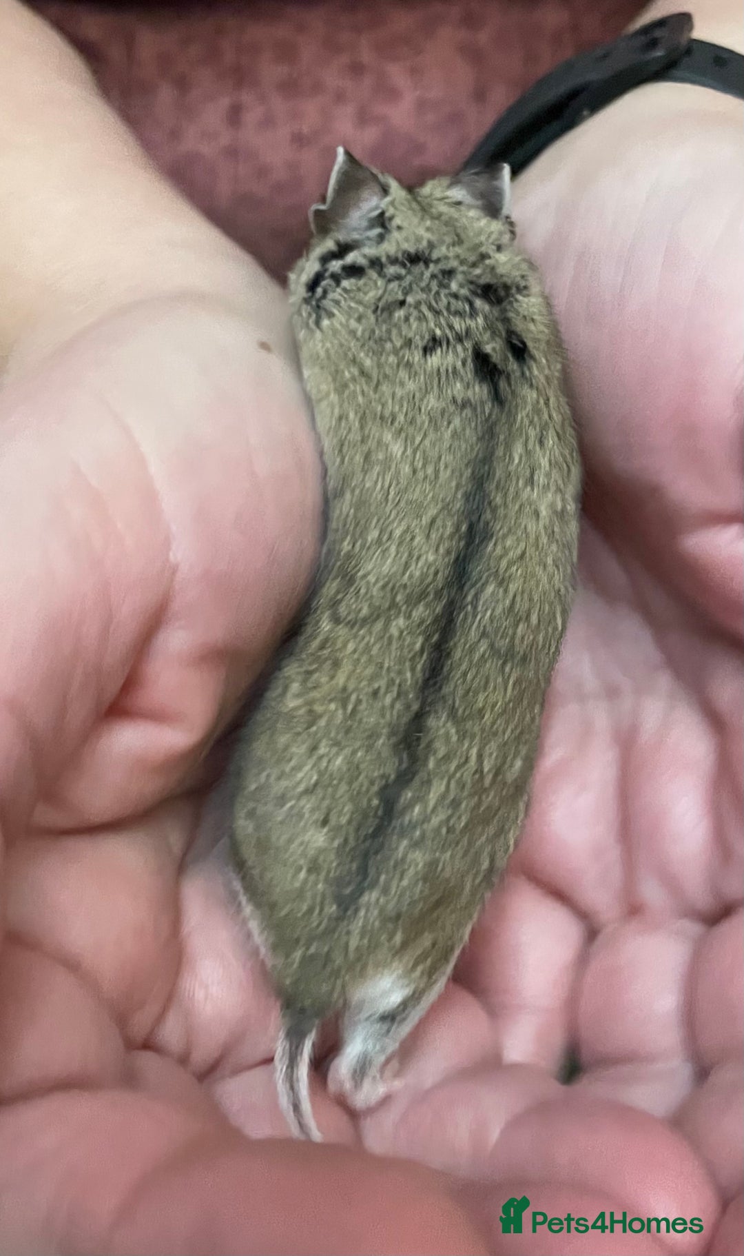 Hamster rodents for sale: Chinese female hamster from show stock - Advert 6