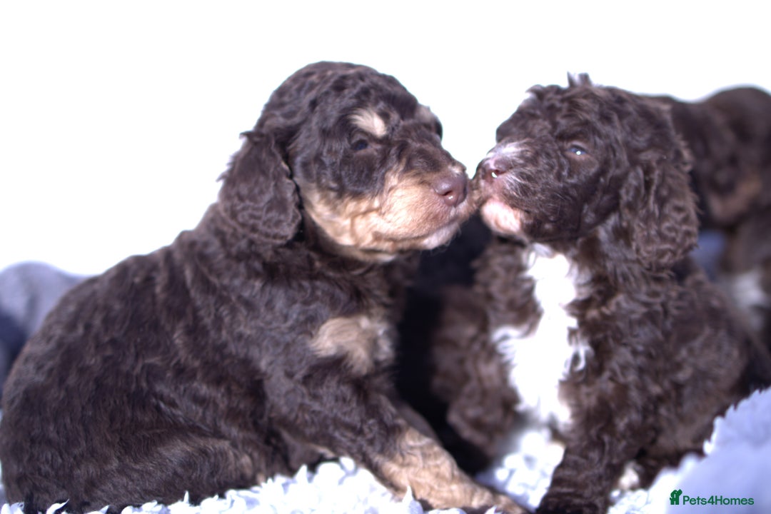 Labradoodle dogs for sale: 🐾🌈 Bred for Potential, Raised for Resilience🐾🌈 - Advert 2