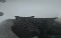 Mixed Breed cats for sale: Beautiful Kittens ready for their forever home!!  - Image 4