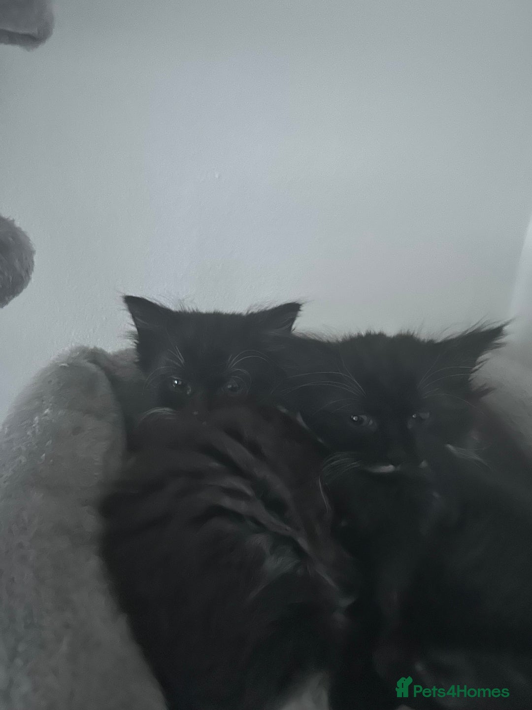 Mixed Breed cats for sale: Beautiful Kittens ready for their forever home!!  - Image 4