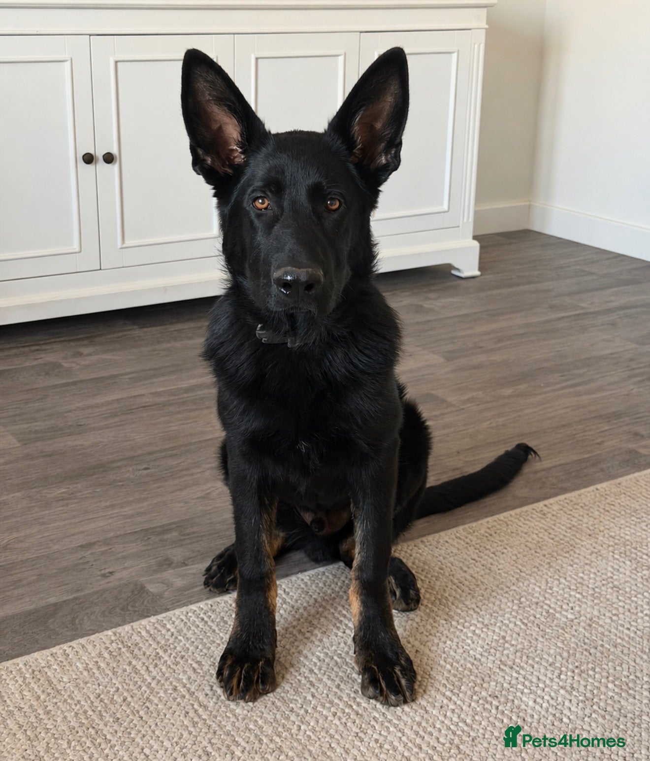 German Shepherd dogs KC REGISTERED GERMAN SHEPARD  - Advert 1