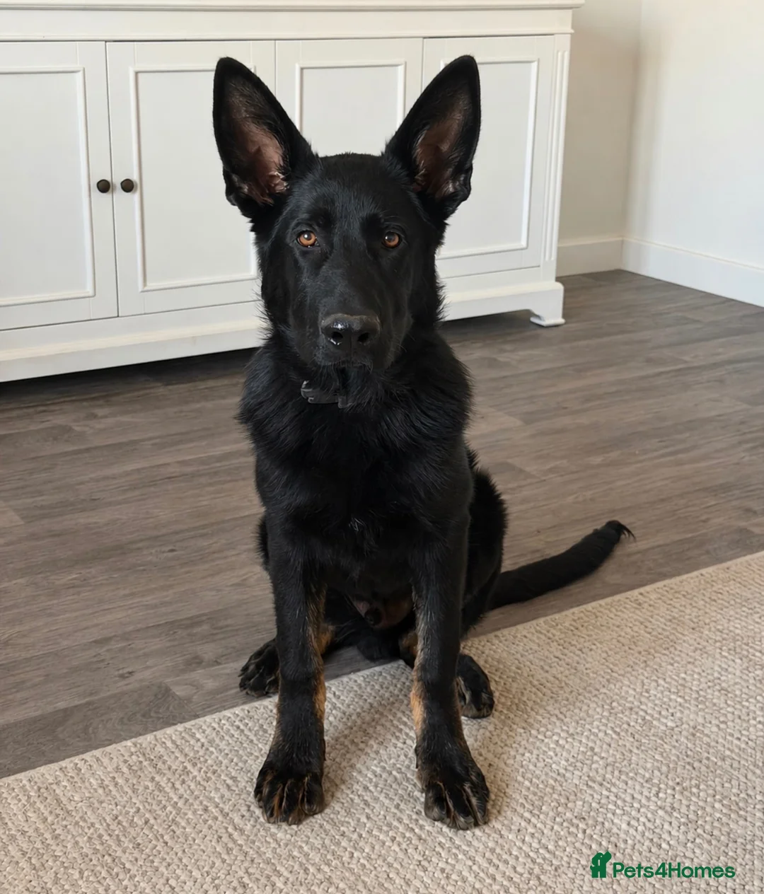 German Shepherd dogs for sale: KC REGISTERED GERMAN SHEPARD  - Advert 1