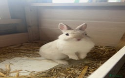 Netherland Dwarf rabbits for sale: male netherland dwarf rabbit  - Image 3