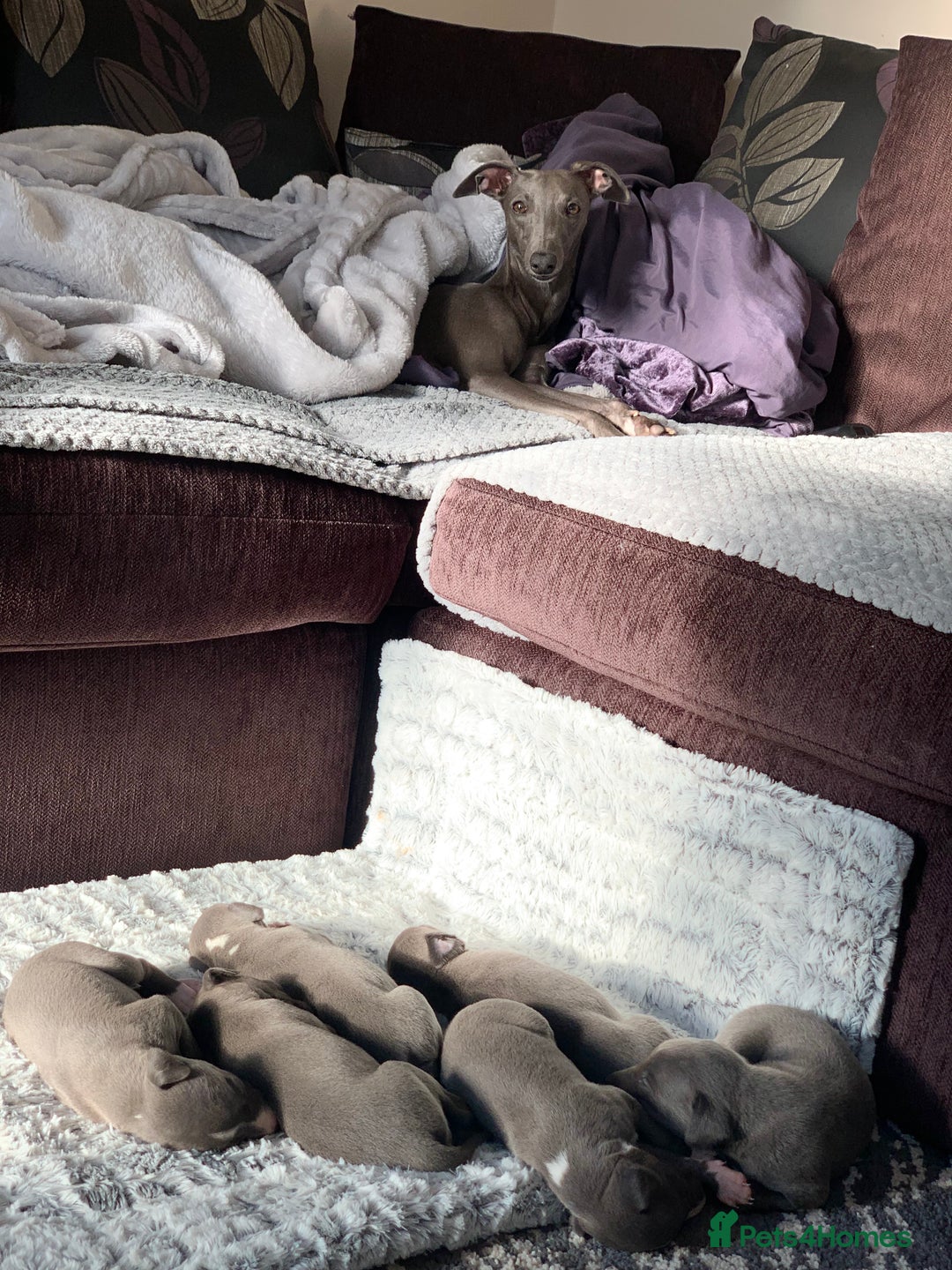 Whippet dogs for sale: Blue Kennel Club Registered Whippet puppies  - Advert 6