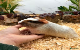 Guinea Pig rodents for sale: 🏡🐹 Multiple pretty Boys available 🐹🏡 - Image 18