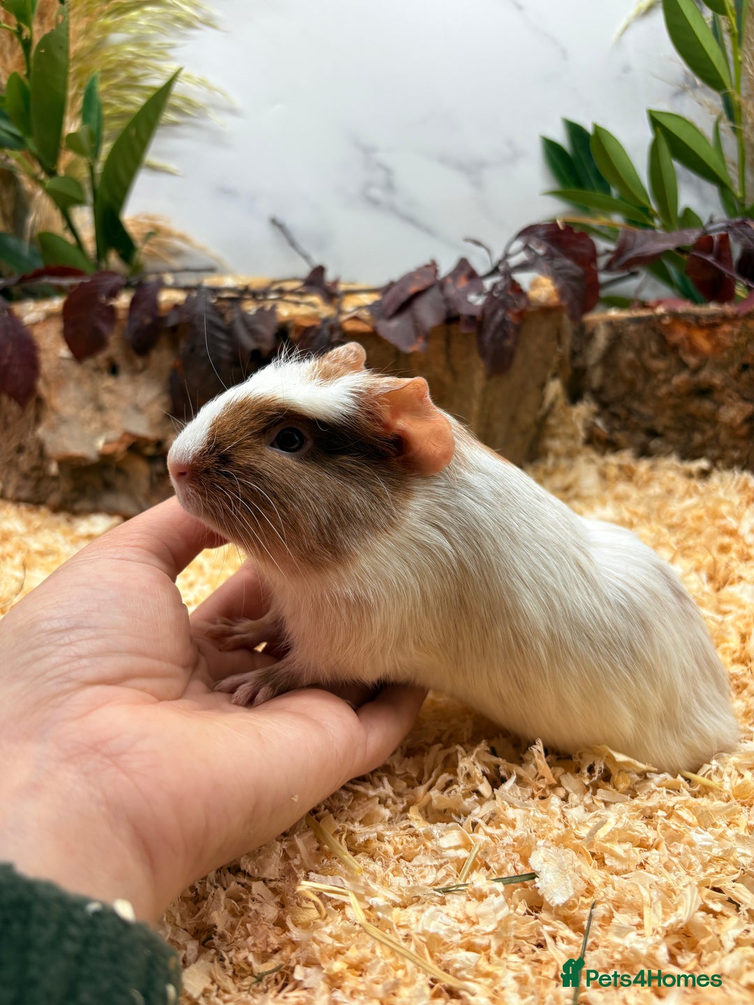 Guinea Pig rodents for sale: 🏡🐹 Multiple pretty Boys available 🐹🏡 - Image 18