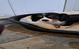 Cavalier King Charles Spaniel dogs for sale: Cavalier King Charles Puppies Available - Image 13