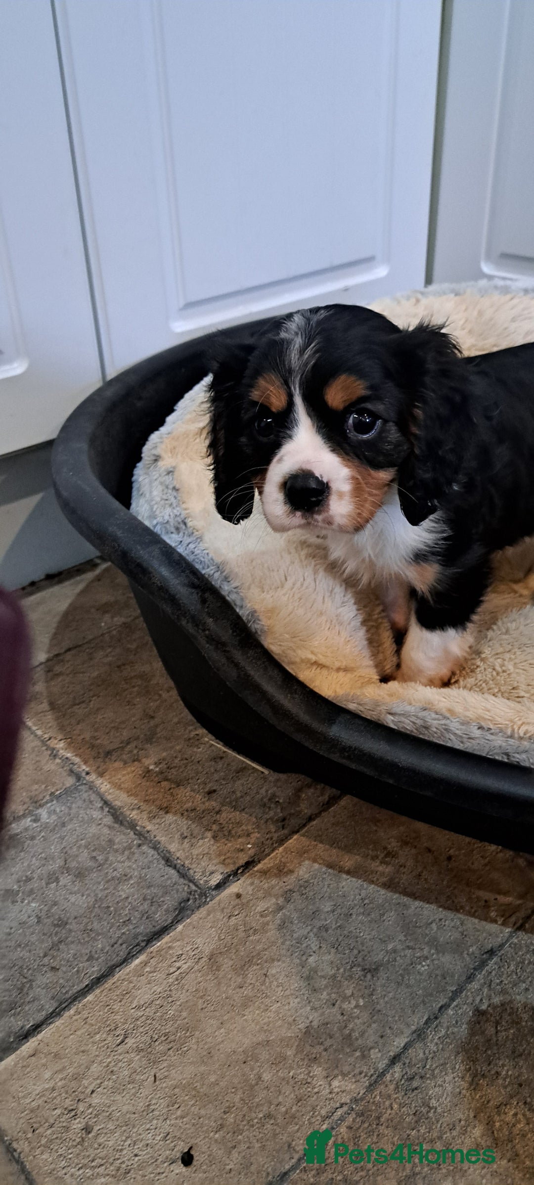 Cavalier King Charles Spaniel dogs for sale: Cavalier King Charles Puppies Available - Image 13