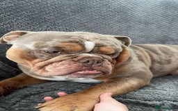 English Bulldog dogs for sale: 2 English bulldogs💙💜 - Image 6