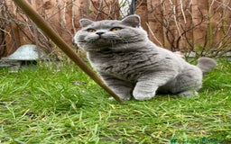 British Shorthair cats for sale: British Shorthair Blue Kittens - Image 25