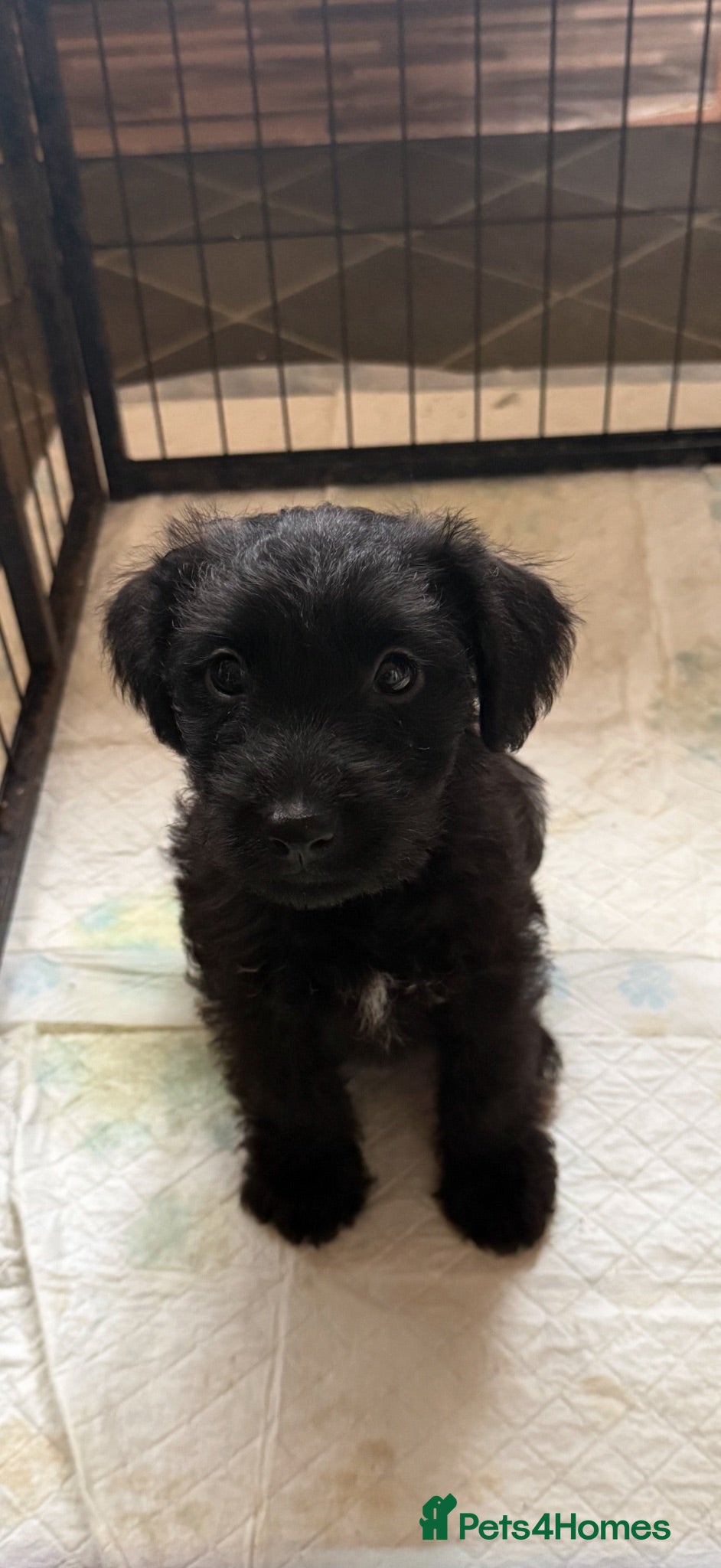 Patterdale Terrier dogs fell terrier x patterdale - Advert 2